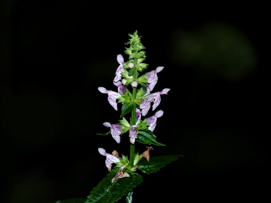 {Stachys latidens}
